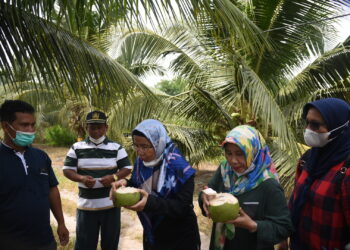 Tinjau Pembibitan Kelapa Genjah Pandan Wangi, Sabrina : Sangat Layak Dikembangkan di Sumut