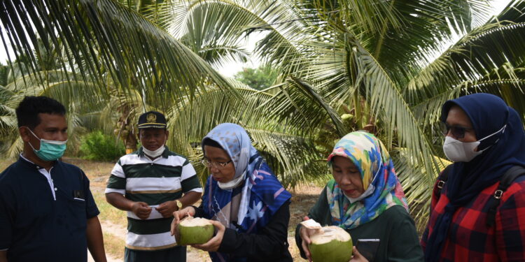 Tinjau Pembibitan Kelapa Genjah Pandan Wangi, Sabrina : Sangat Layak Dikembangkan di Sumut