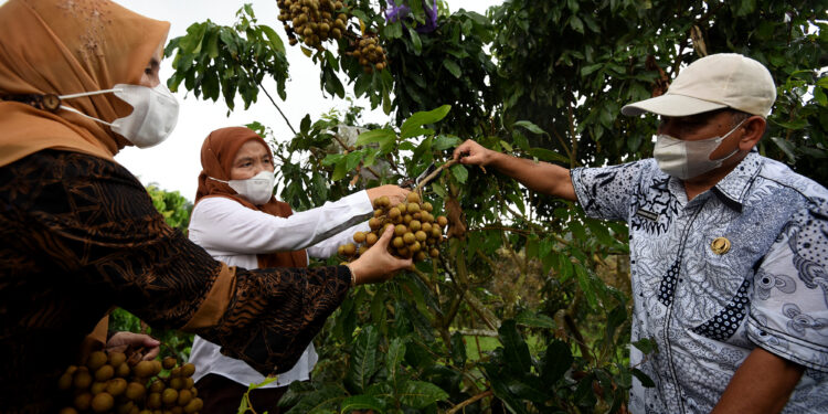 Panen Kelengkeng di Deliserdang, Sekdaprov Sabrina Sebut Buah Ini Punya Potensi Ekonomi Tinggi