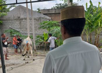 Wakapolda Sulteng Rayakan Idul Adha dengan Kesederhanaan, Saksikan Penyembelihan Sapi Qurban Bersama Ibunda Tercinta
